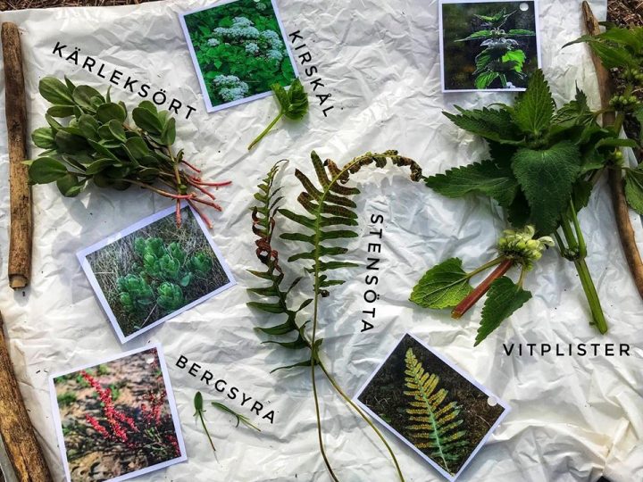 Vilda växter – smaka känna lukta